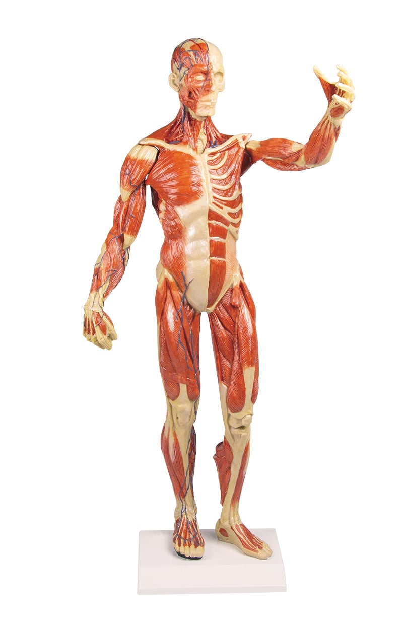 Full-size anatomical skeleton model with detailed bone structure